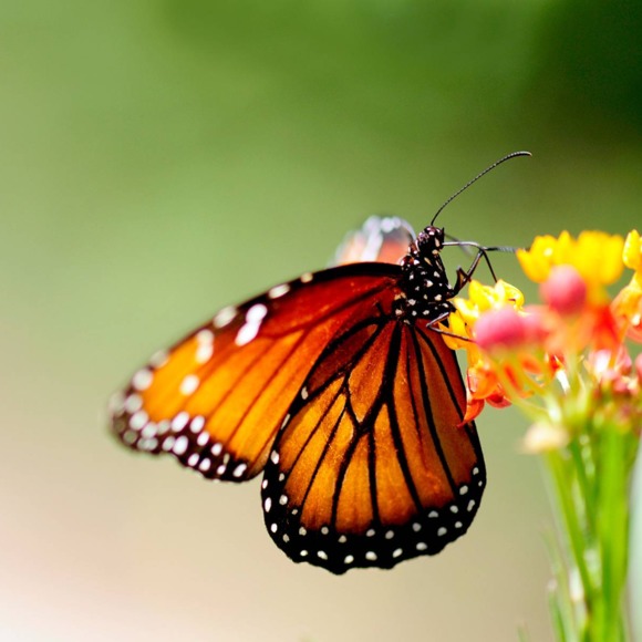 Meet your Posher, Jessica - Picture 2 of 2